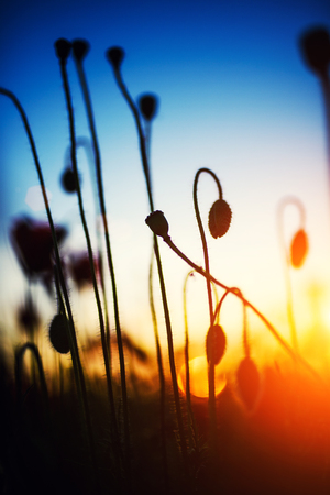 Beautiful field of red poppies in the sunset lightの写真素材