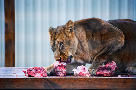Hungry lioness eating piece of meat. African lioness (Panthera leo)の写真素材