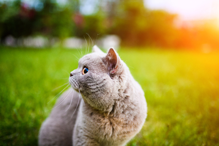 Sweet cat on green grassの写真素材