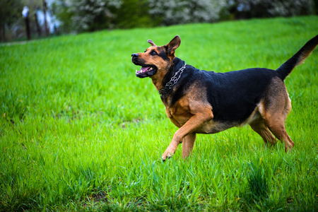 Happy dog on green grassの写真素材