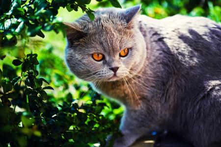 Cute cat on green grassの写真素材
