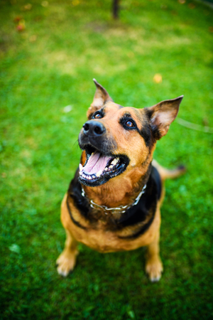 Happy dogの写真素材