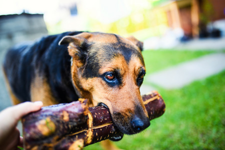 Funny dog with a stick in the teethの写真素材