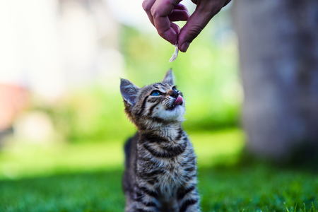 man feeding small kittenの写真素材