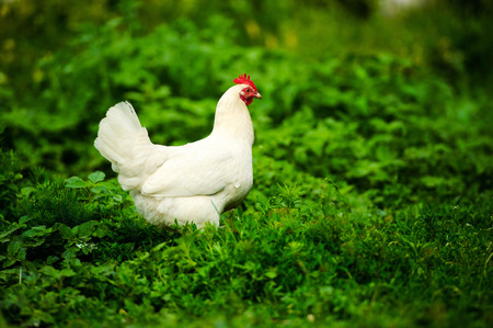 chicken on a farmの写真素材