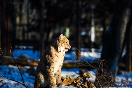 lynx on the snowの写真素材