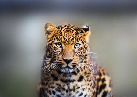 Portrait of a beautiful leopardの写真素材