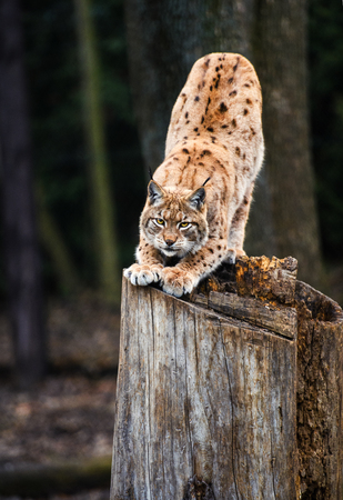 Lynx, Eurasian wild catの写真素材