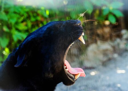 Beautiful black Pantherの写真素材