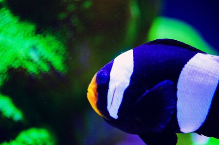 Wonderful and beautiful underwater world with corals and tropical fish.