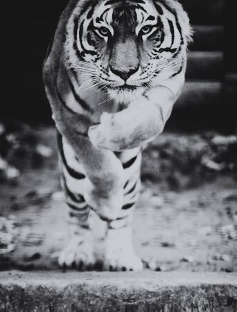 Jumping tiger. Beautiful, dynamic and powerful photo of this majestic animal.