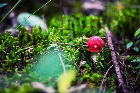 Mushrooms toadstools in natureの写真素材