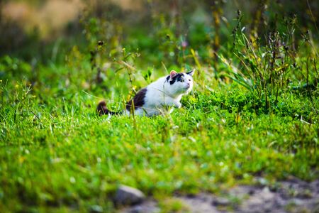 hunting cat jumping through grassの写真素材