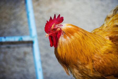 beautiful male roosterの写真素材