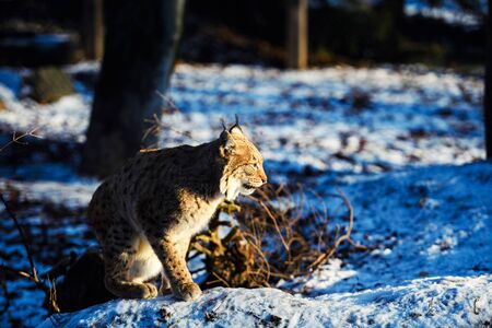 lynx on the snowの写真素材