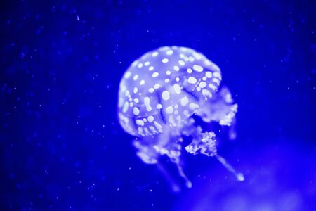 Beautiful jellyfish, medusa in the neon light with the fishes. Underwater life in ocean jellyfish.