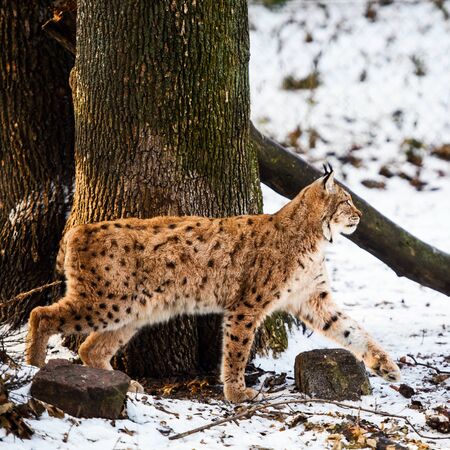 lynx on the snowの写真素材