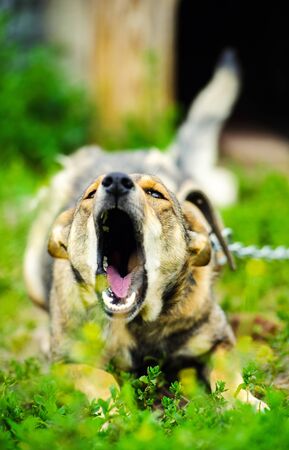 Angry guard dog