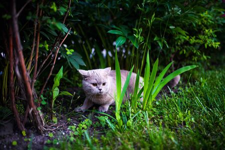 Cute cat on green grassの写真素材
