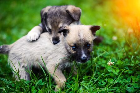 Sweet puppies on green grassの写真素材