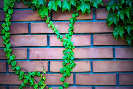 background brick with green leaves