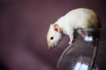 Funny curious white rat sits on the bank