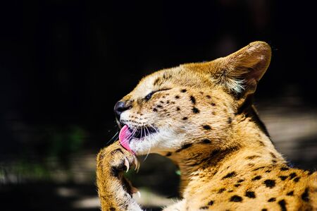 beautiful serval catの写真素材