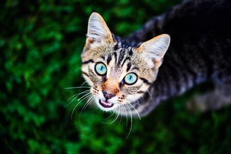 cat with amazing eyesの写真素材