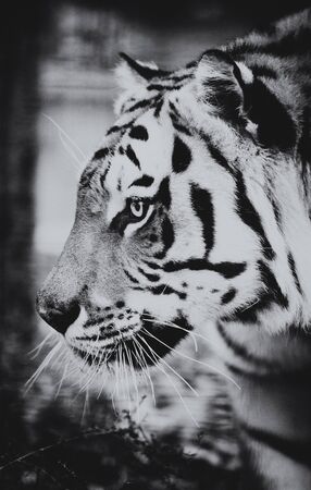 Beautiful amur tiger portraitの写真素材