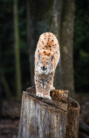 Lynx, Eurasian wild catの写真素材