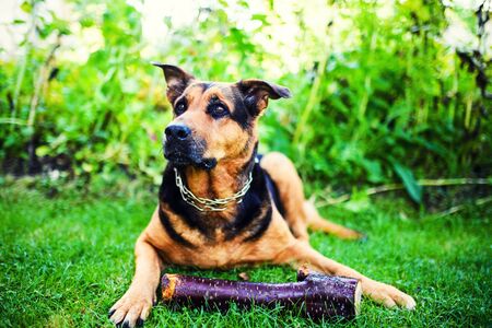 Funny dog with a stick in the teethの写真素材