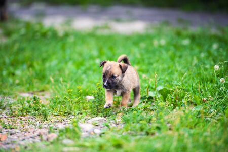 Cute puppy on green grassの写真素材