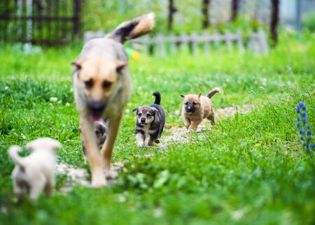 cute little puppies playing with her dog mom outdoorsの写真素材