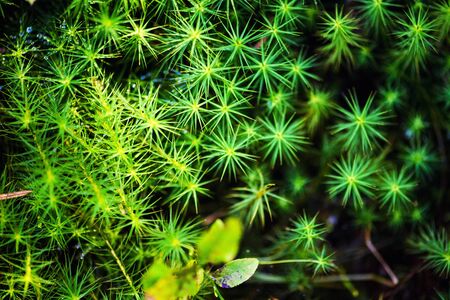 Green Leaves backgroundの写真素材