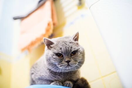 funny cat in the bathroom sinkの写真素材
