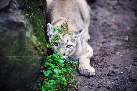 Mountain lion , cougar, puma portrait.の写真素材