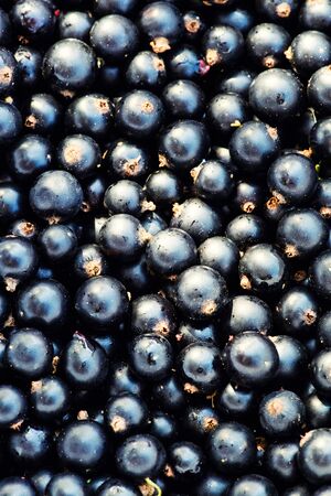 Heap of black currant. Textured backgroundの写真素材