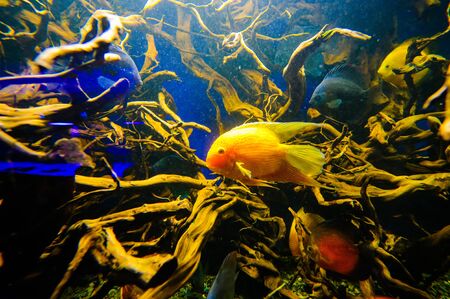 Amphiprion Ocellaris Clownfish In Marine Aquarium. Clownfish swim around their host anemone with blue water behind. Photo of a tropical Fish on a coral reef.の写真素材
