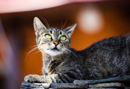 Sweet cat with amazing eyesの写真素材