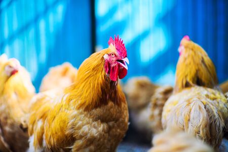 chicken on a farmの写真素材
