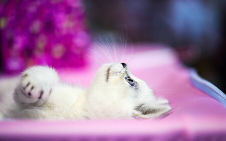 Cute little white kittenの写真素材