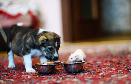 rat eating from a dog bowlの写真素材