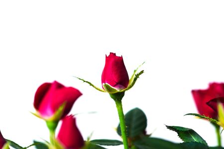 red roses in a pot on white backgroundの写真素材