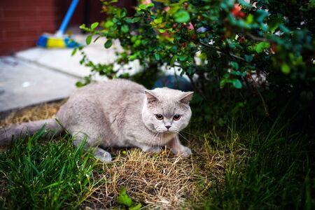 Cute cat on green grassの写真素材
