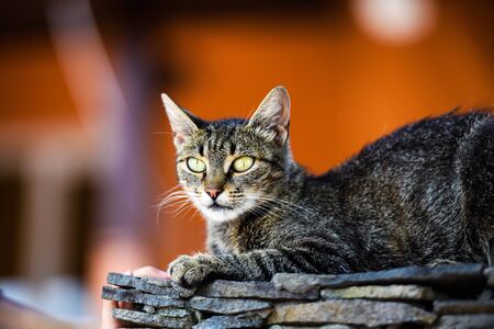 Sweet cat with amazing eyesの写真素材