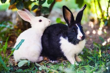 Black and white rabbits on green grassの写真素材