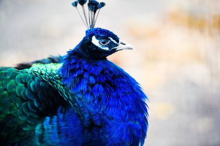 Portrait of beautiful peacockの写真素材