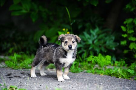 Cute puppy on green grassの写真素材