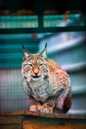 Lynx, Eurasian wild catの写真素材