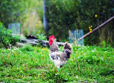 Free range chicken on a traditional poultry farmの写真素材